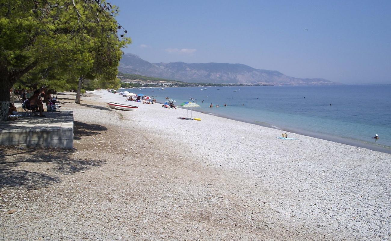 Фото Pine trees beach с серая чистая галька поверхностью