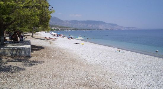 Pine trees beach