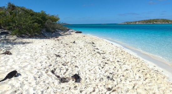 Iguana beach