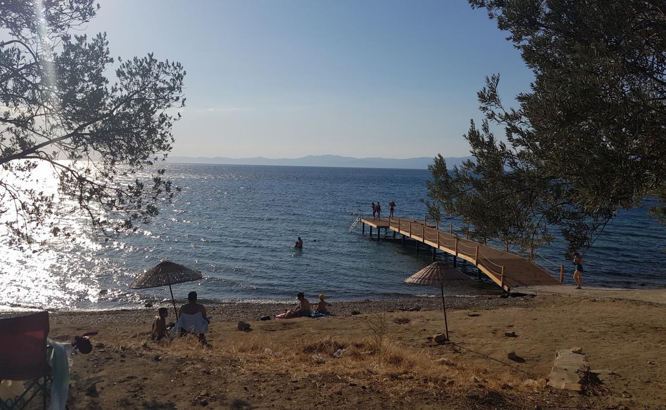 Фото Zeytinli kamp beach с песок с галькой поверхностью