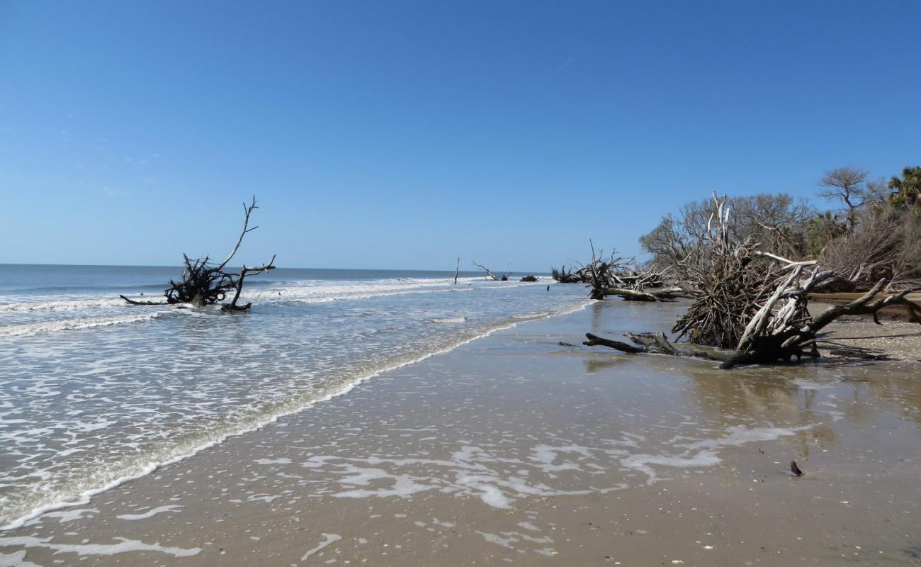 Фото Driftwood beach с серый песок поверхностью