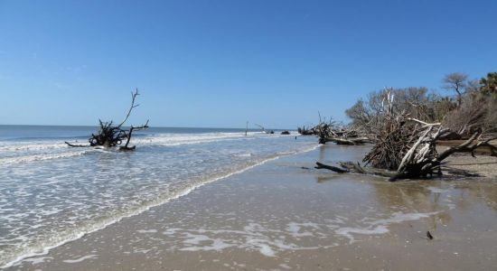 Driftwood beach