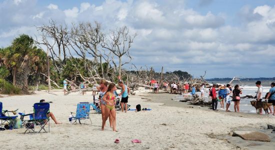 Driftwood beach